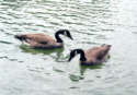 Canada Geese