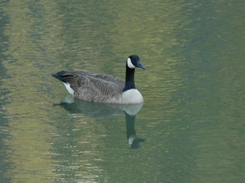 Canada Geese On Lake Norman NC Photos And Information