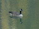 Canada Goose