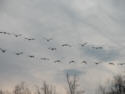 Canada Geese in Flight