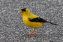 American Goldfinch