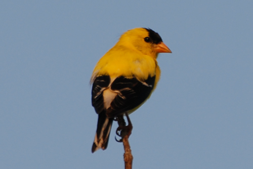 American Goldfinch