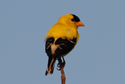 American Goldfinch
