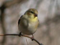 American Goldfinch
