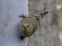 American Goldfinch
