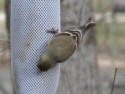 American Goldfinch