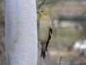American Goldfinch
