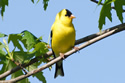 Goldfinch