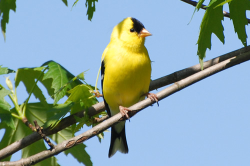 American Goldfinch