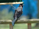 Common Grackle 