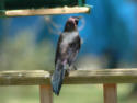 Common Grackle 