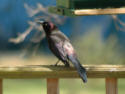 Common Grackle