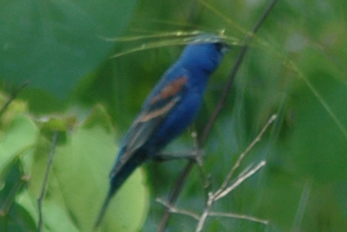 Blue Grosbeak