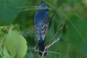 Blue Grosbeak