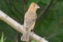 Blue Grosbeak - Female