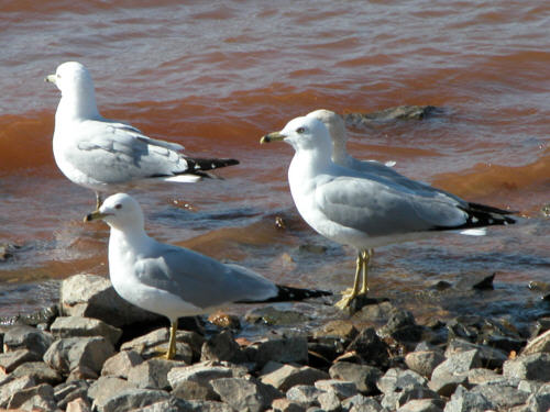 Ring-billed Gulls