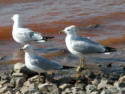 Ring-billed Gulls