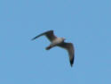 Ring-billed Gull in Flight