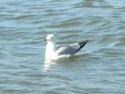 Ring-billed Gull