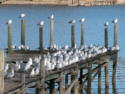 Ring-billed Gulls
