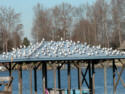 Ring-billed Gulls