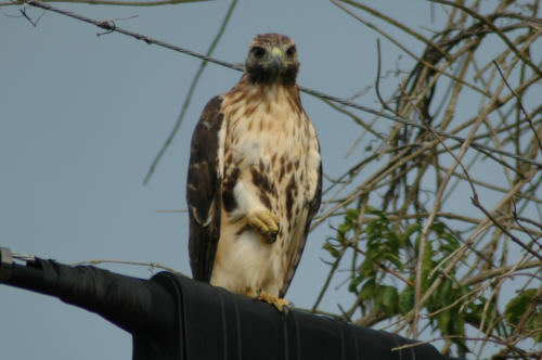 Red-tailed Hawk