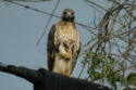 Red-tailed Hawk front