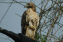 Red-tailed Hawk