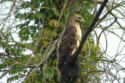 Red-tailed Hawk - side
