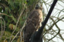 Red-tailed Hawk