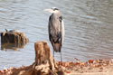 Great Blue Heron, Fishing