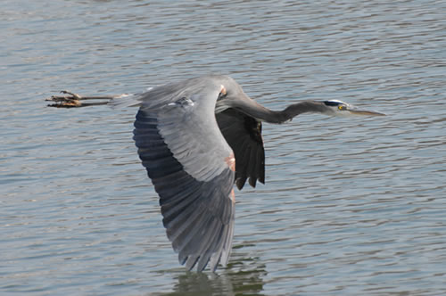 Great Blue Heron