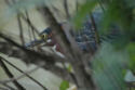 Green Heron - hunting