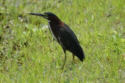 Green Heron