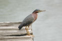 Green Heron - side