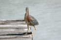 Green Heron - front