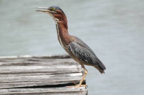 Green Heron