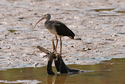 WhiteIbis on stump