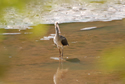 White Ibis