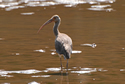 White Ibis