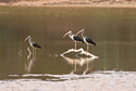 White Ibis