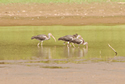 White Ibis