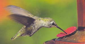 {For the Birds cover image}