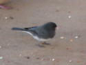 Dark-eyed Junco 1