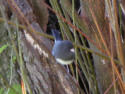 Dark-eyed Junco 2