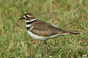 Killdeer