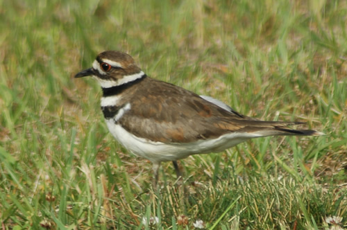 Killdeer on Lake Norman