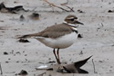 Killdeer on a mudflat