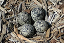 Killdeer eggs