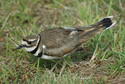 Killdeer